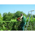 Taille de haies &agrave; Saint-Quentin-sur-Is&egrave;re en cours