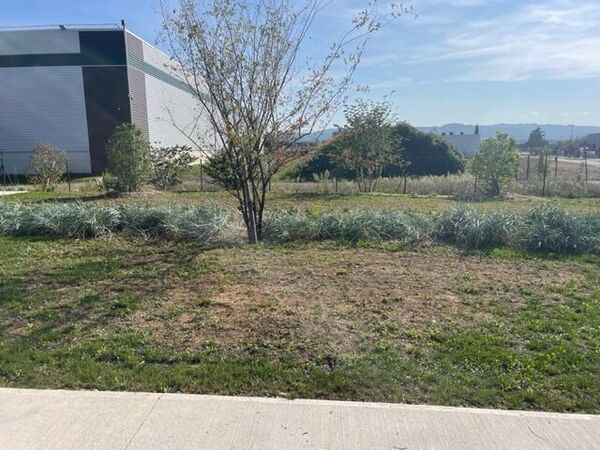 Tonte et taille d'automne