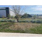 Tonte et taille d'automne