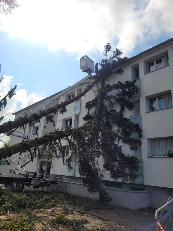 Intervention suite &agrave; la chute d'un sapin apr&egrave;s une temp&ecirc;te