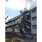 Intervention suite &agrave; la chute d'un sapin apr&egrave;s une temp&ecirc;te