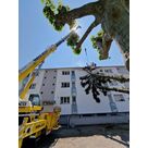 Chantier de d&eacute;montage d'un sapin