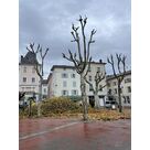 &Eacute;lagage d'arbres &agrave; Saint-Marcellin