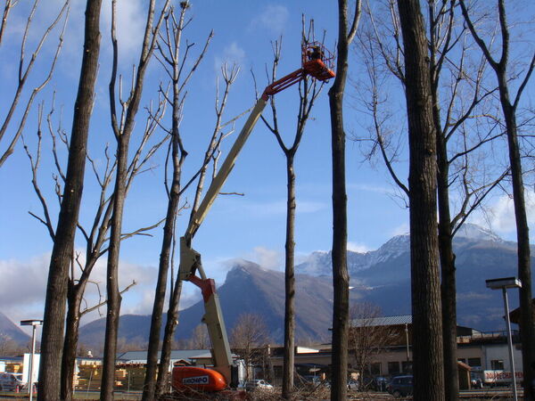 &Eacute;lagage d'arbres &agrave; Veurey-Voroize