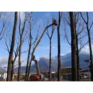 &Eacute;lagage d'arbres &agrave; Veurey-Voroize