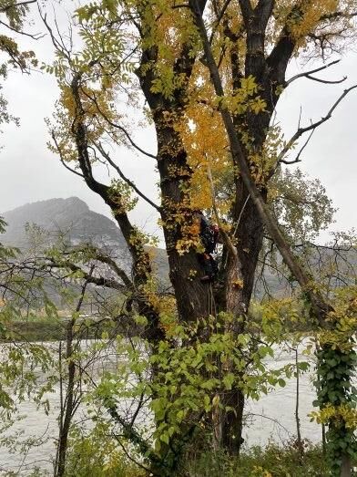 Intervention d'abattage et &eacute;lagage d'arbre &agrave; Saint-&Eacute;gr&egrave;ve