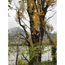 Intervention d'abattage et &eacute;lagage d'arbre &agrave; Saint-&Eacute;gr&egrave;ve