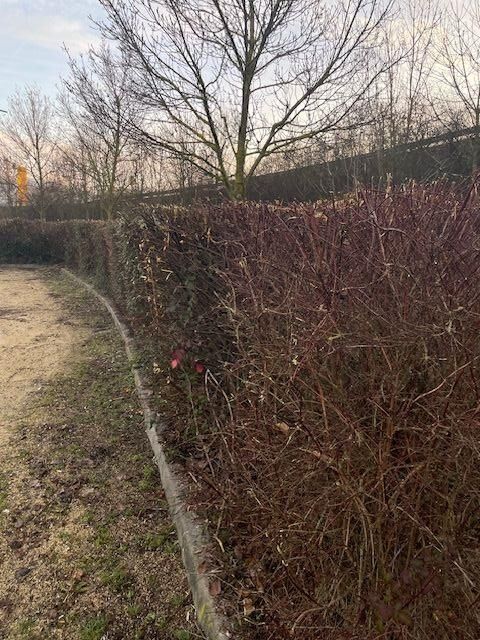 Entretien de haies coupe m&eacute;canique au lamier et finition manuelle