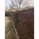 Entretien de haies coupe m&eacute;canique au lamier et finition manuelle