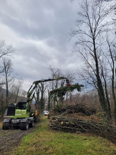 Abattage d'arbre revalorisation du bois