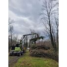 Abattage d'arbre revalorisation du bois