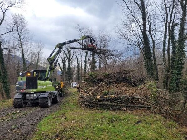 Abattage d'arbre revalorisation du bois