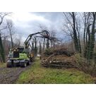 Abattage d'arbre revalorisation du bois