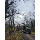 Abattage r&eacute;alis&eacute; pour l'entretien et la s&eacute;curit&eacute;