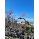 Abattage pour garantir la s&eacute;curit&eacute; des usagers &agrave; Valence