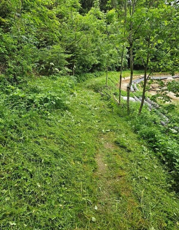 Avant d&eacute;broussaillage