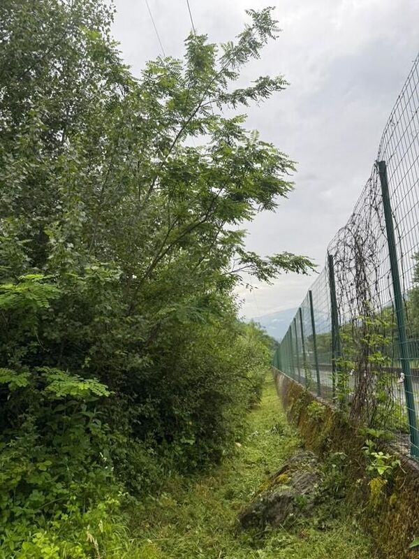 Avant d&eacute;broussaillage