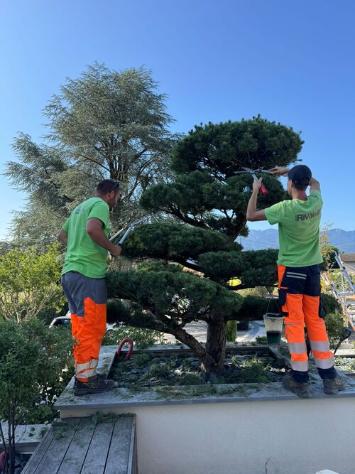 Automne 2025 :  Une saison cl&eacute; pour vos espaces verts