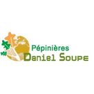 P&eacute;pini&egrave;res Daniel Soupe